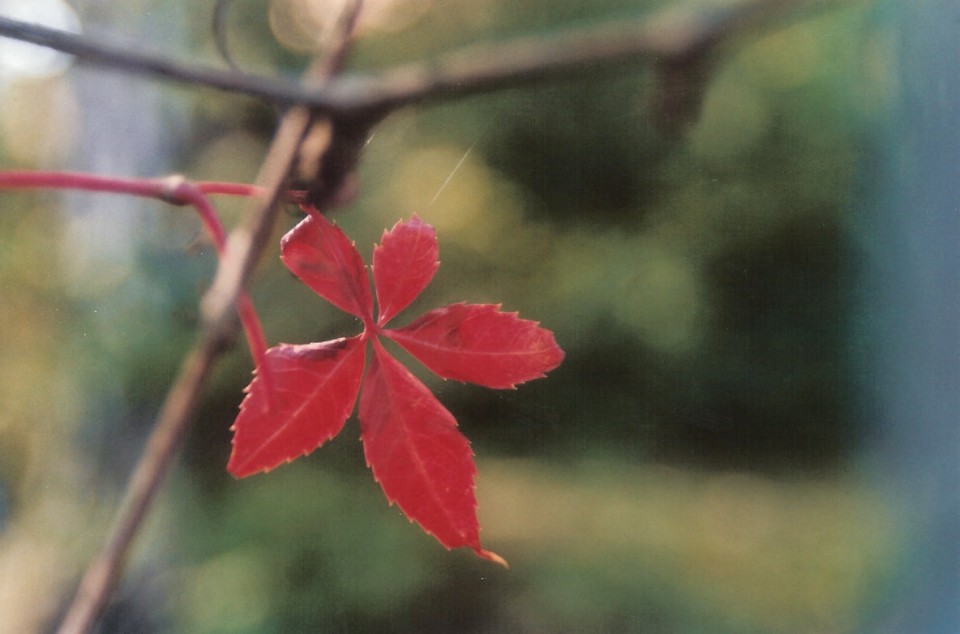 FünfFingerBlatt